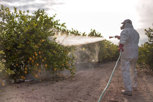 Best Bed Bug Extermination  in Harbor Bluffs, FL