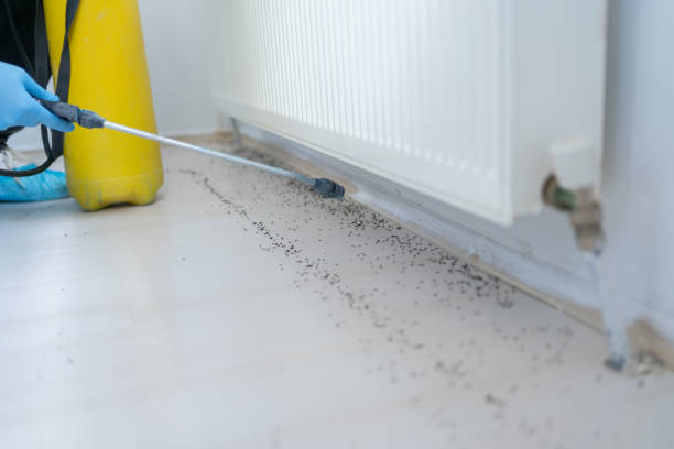 Best Flea Control Services  in Harbor Bluffs, FL