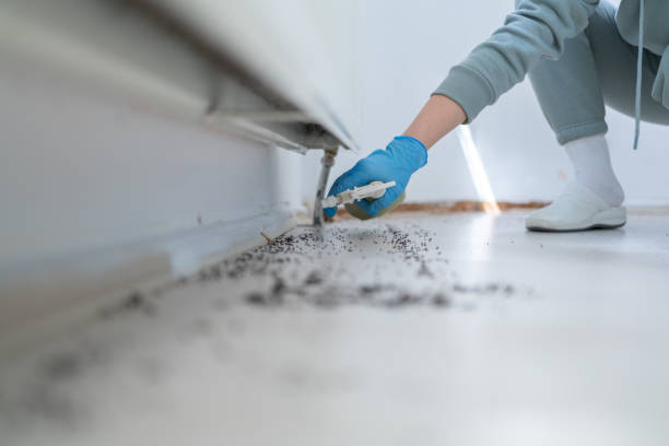 Best Pest Control Near Me  in Harbor Bluffs, FL